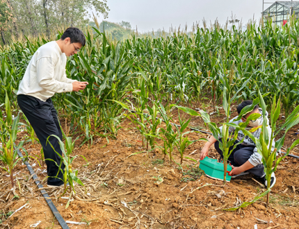 <b>華中農(nóng)業(yè)大學(xué)植物根系發(fā)育研究</b>